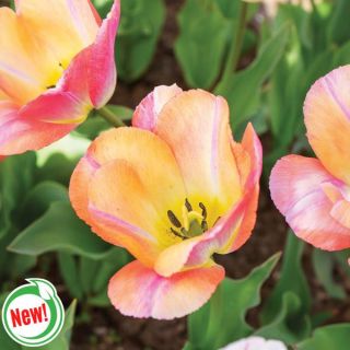 Just Peachy Tulip Thumbnail